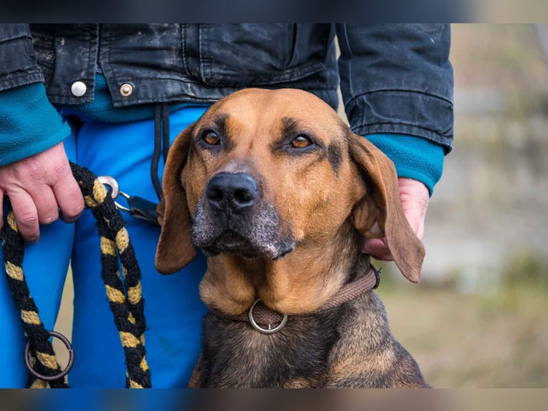 Tara-SI – Liebevolle Hundedame sucht ihr Für-Immer-Zuhause