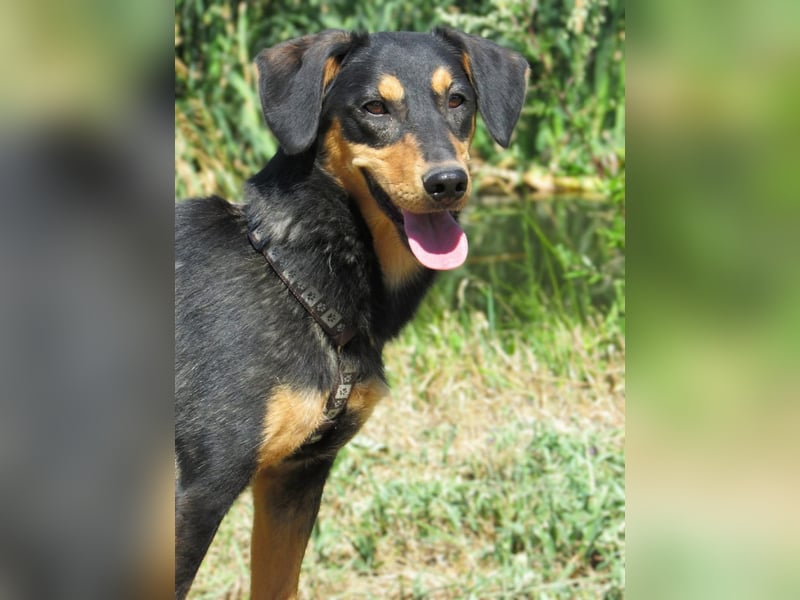 Petya – vom Straßenhund zum Familienhund?