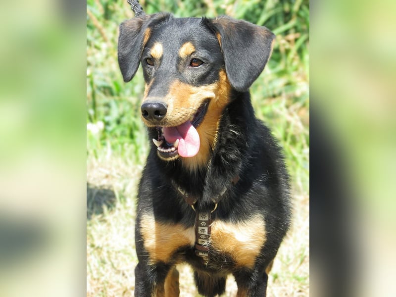 Petya – vom Straßenhund zum Familienhund?