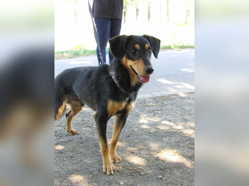 Petya – vom Straßenhund zum Familienhund?