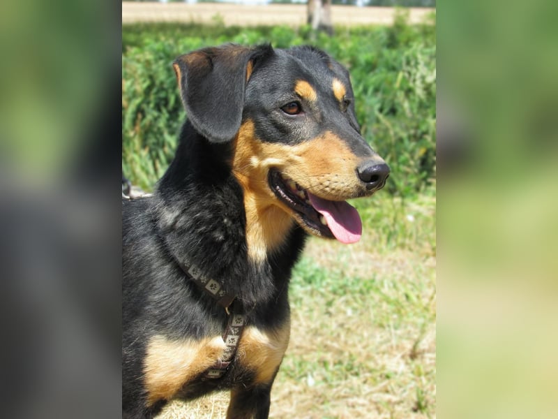 Petya – vom Straßenhund zum Familienhund?