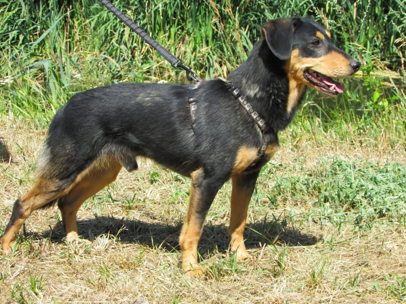 Petya – vom Straßenhund zum Familienhund?