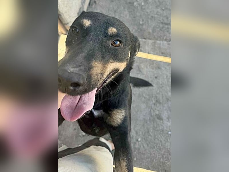 Tziganu, sehr freundlich und lieb