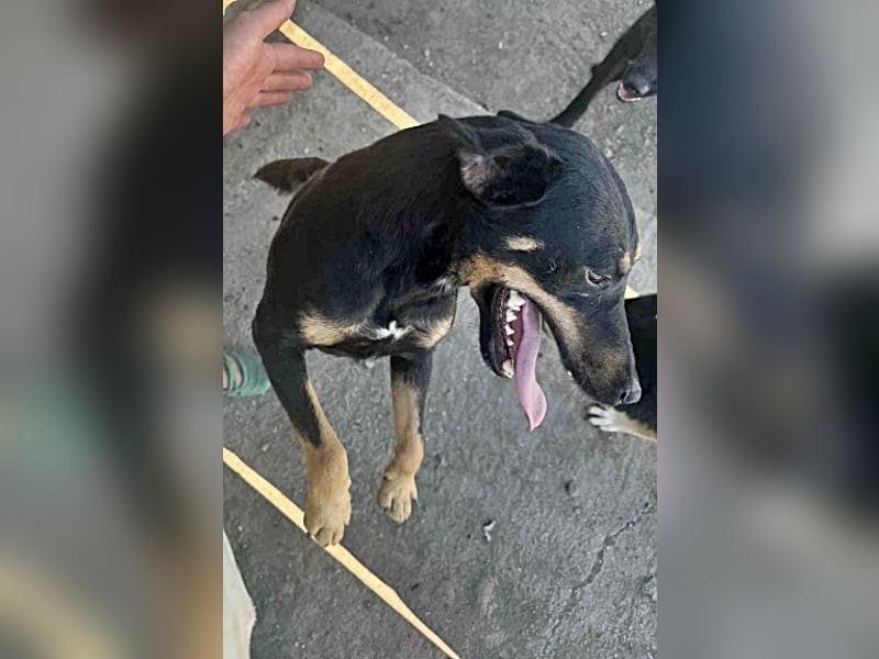 Tziganu, sehr freundlich und lieb