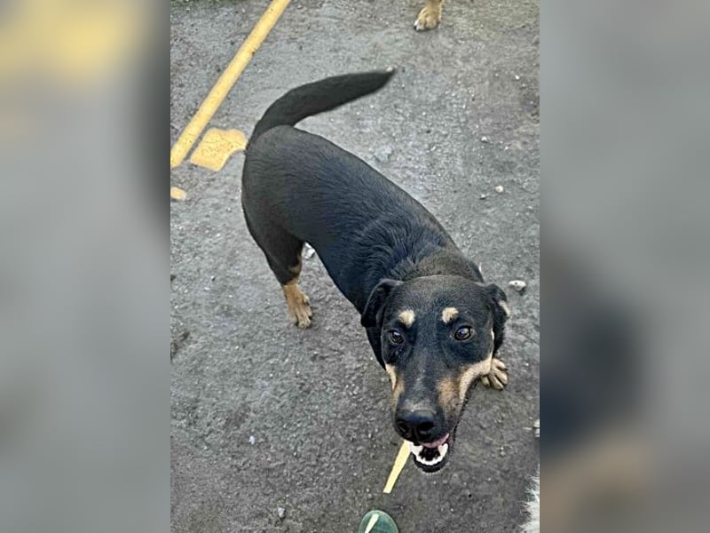 Tziganu, sehr freundlich und lieb