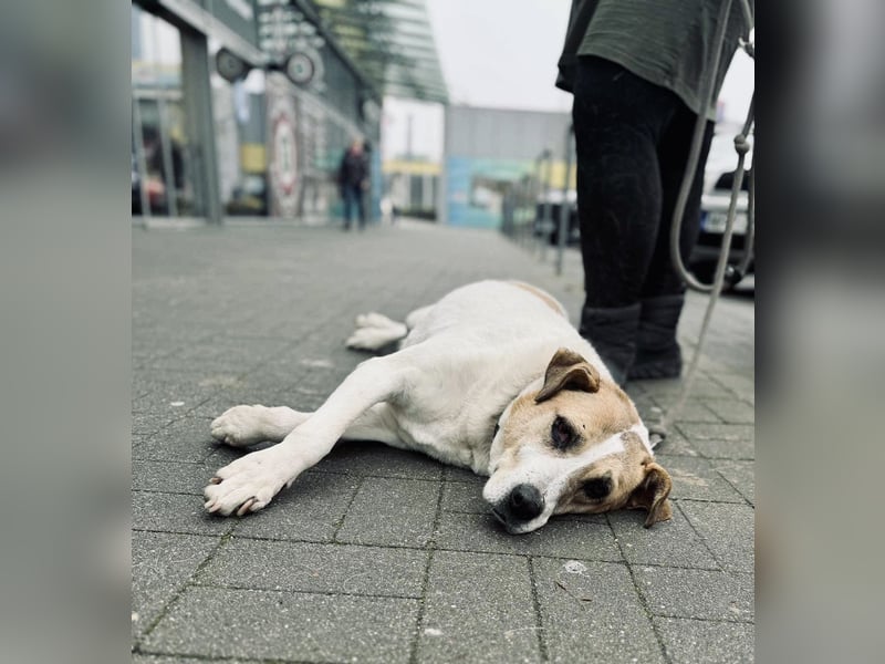 Lilly eine aktive ältere Hündin mit Seele
