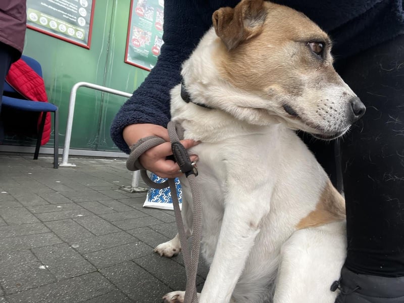 Lilly eine aktive ältere Hündin mit Seele