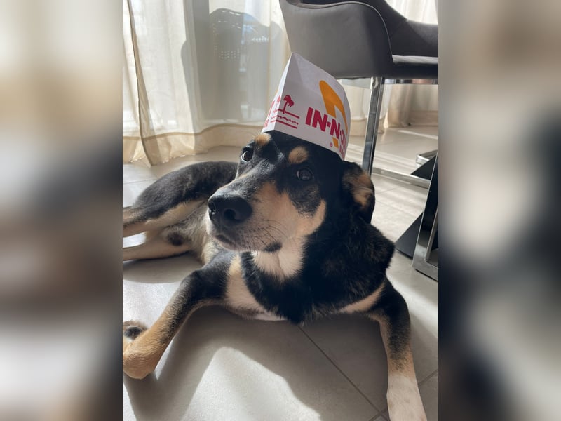 Mischling Loki 6 Jahre, liebenwerter Clown