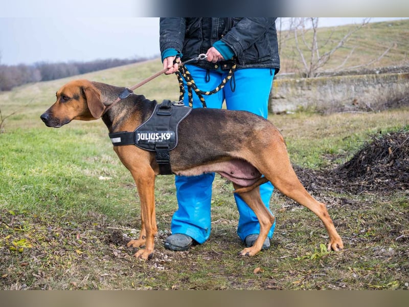 Tara-SI – Liebevolle Hundedame sucht ihr Für-Immer-Zuhause