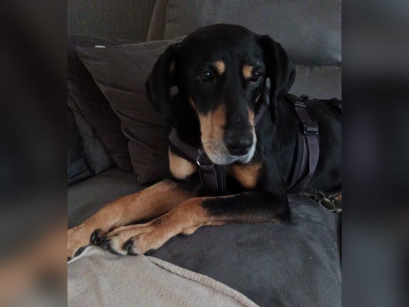 Belinda auf Pflegestelle in 45659 Recklinghausen