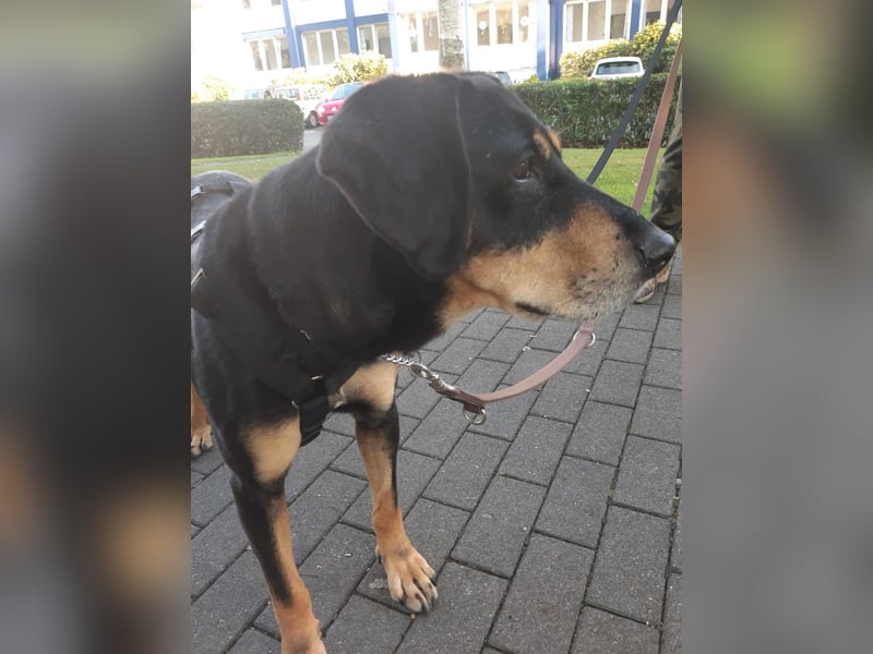 Belinda auf Pflegestelle in 45659 Recklinghausen