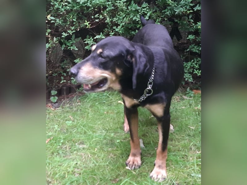 Belinda auf Pflegestelle in 45659 Recklinghausen