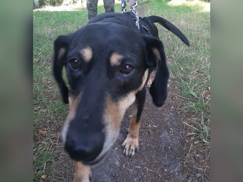 Belinda auf Pflegestelle in 45659 Recklinghausen