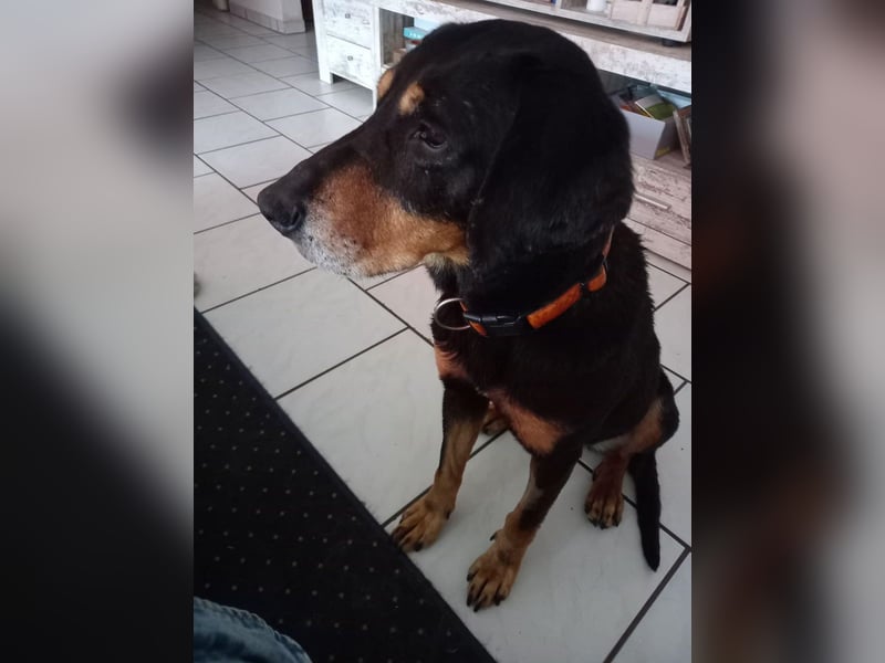 Belinda auf Pflegestelle in 45659 Recklinghausen