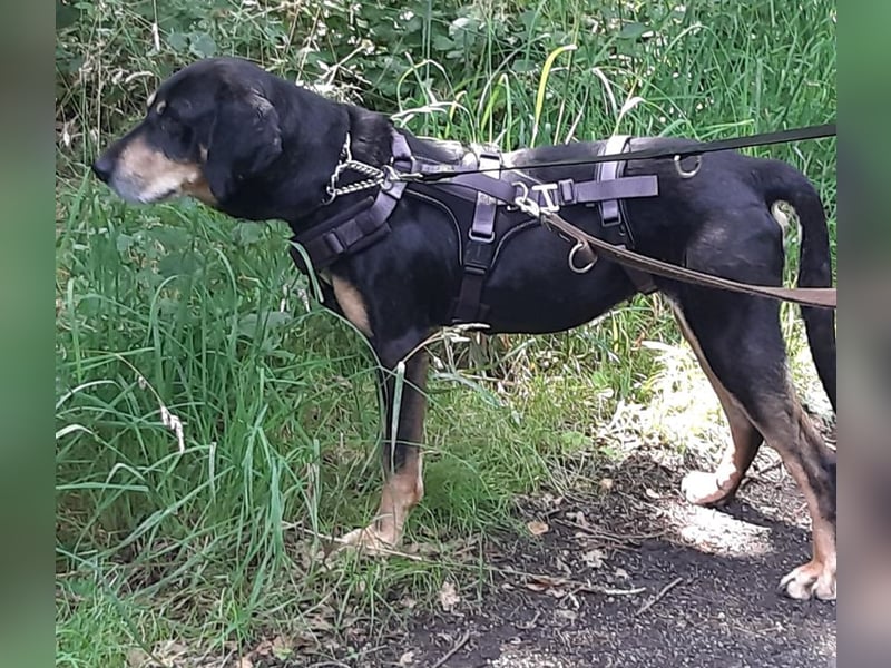 Belinda auf Pflegestelle in 45659 Recklinghausen