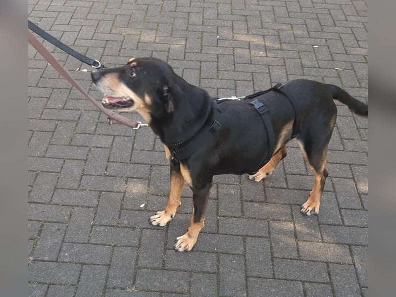 Belinda auf Pflegestelle in 45659 Recklinghausen