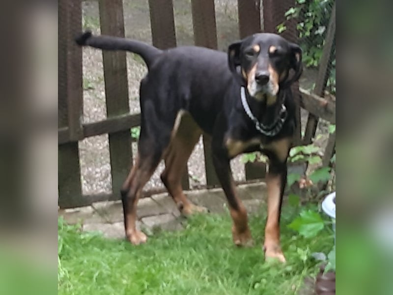 Belinda auf Pflegestelle in 45659 Recklinghausen