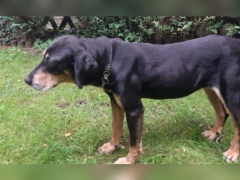 Belinda auf Pflegestelle in 45659 Recklinghausen