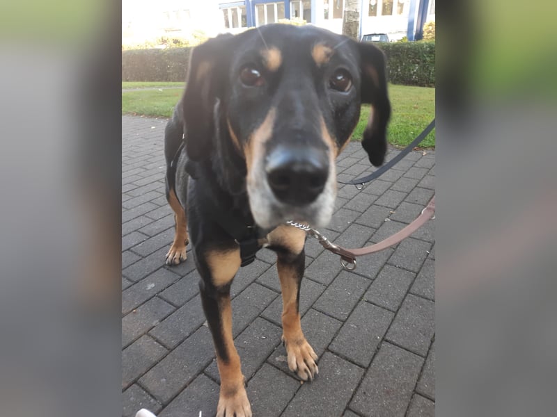 Belinda auf Pflegestelle in 45659 Recklinghausen