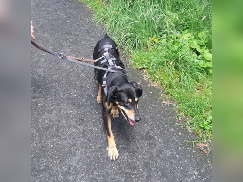 Belinda auf Pflegestelle in 45659 Recklinghausen