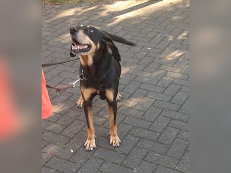 Belinda auf Pflegestelle in 45659 Recklinghausen