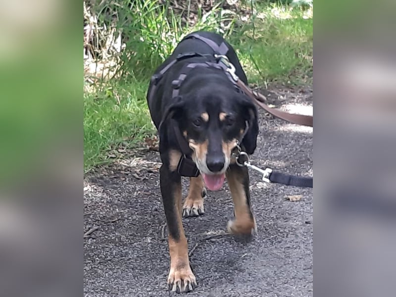 Belinda auf Pflegestelle in 45659 Recklinghausen