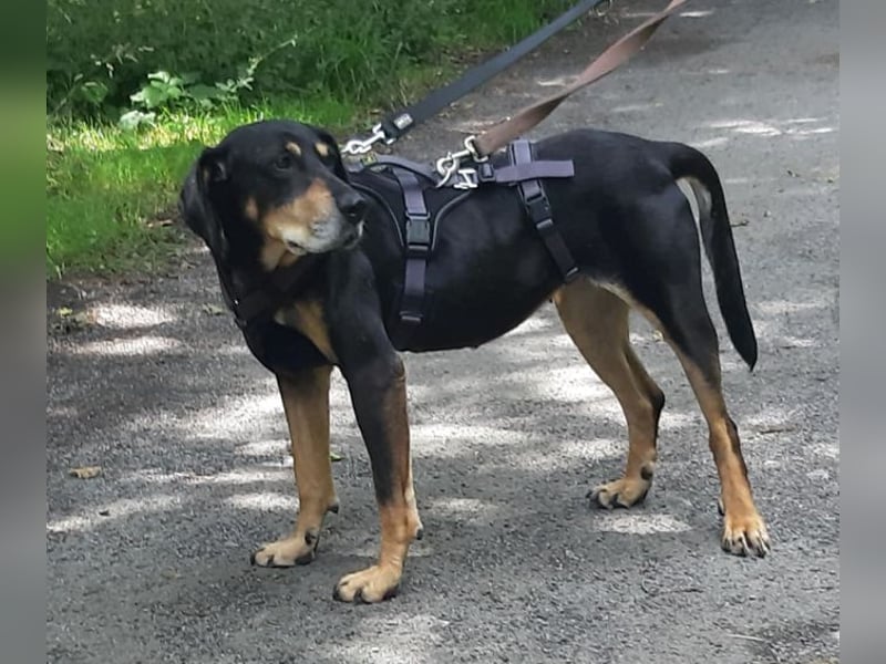 Belinda auf Pflegestelle in 45659 Recklinghausen