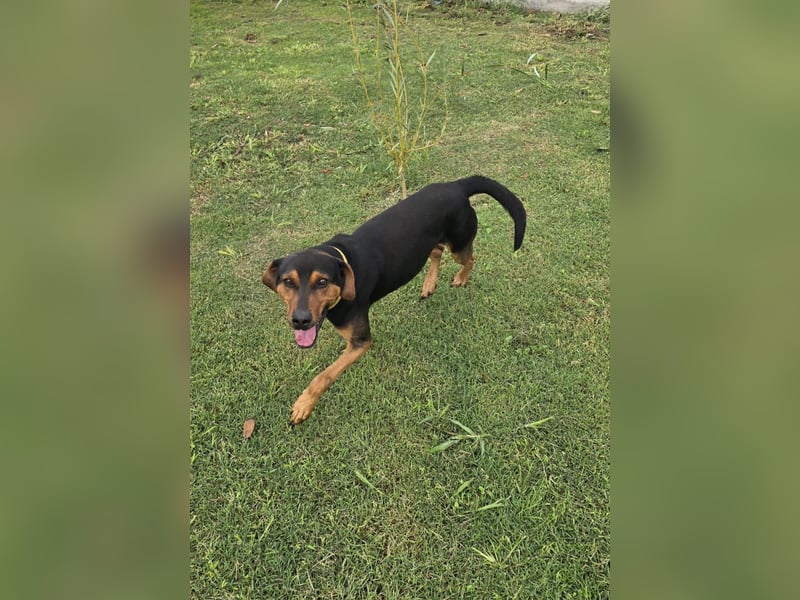 Flotter Oskar sucht ein Zuhause od. Pflegestelle