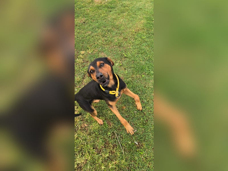 Flotter Oskar sucht ein Zuhause od. Pflegestelle