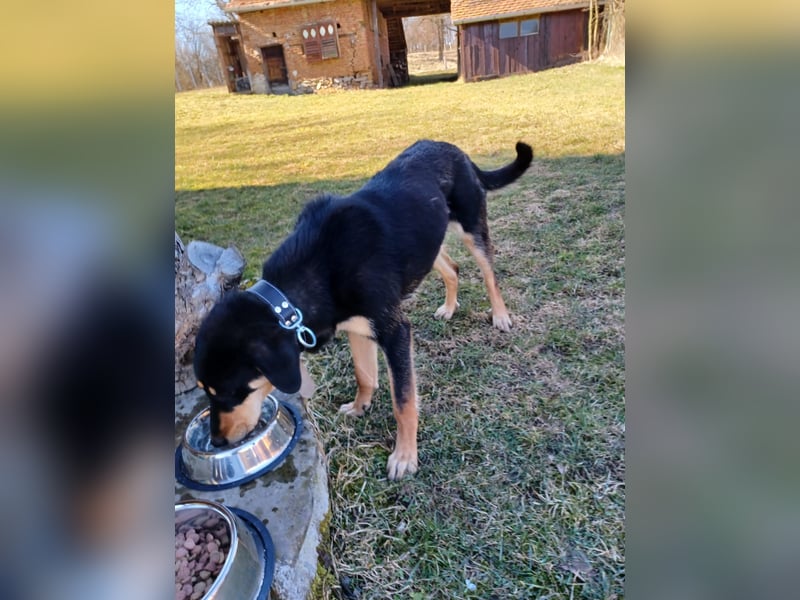 Leila