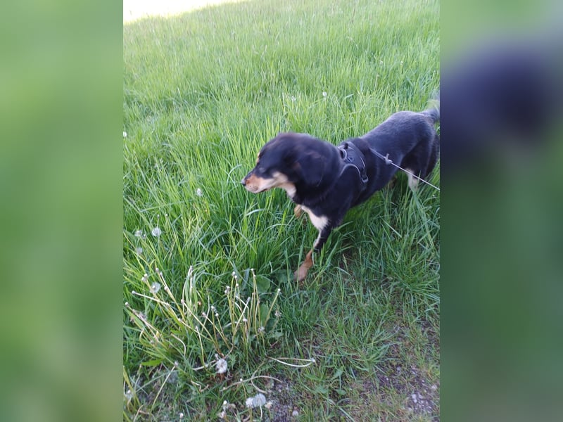 Leila