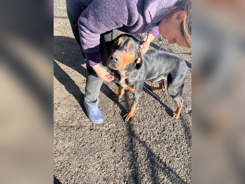 Jack , ungarische Bracke, sucht die Wärme und Nähe des Menschen