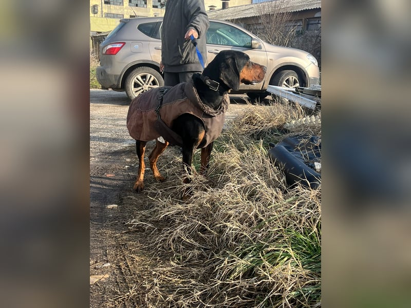 Jack , ungarische Bracke, sucht die Wärme und Nähe des Menschen
