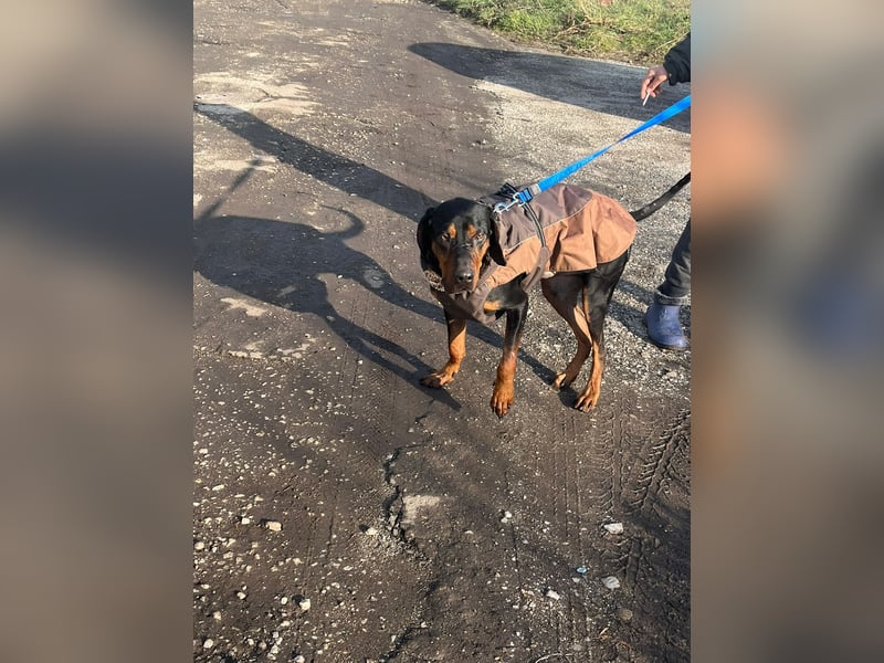 Jack , ungarische Bracke, sucht die Wärme und Nähe des Menschen