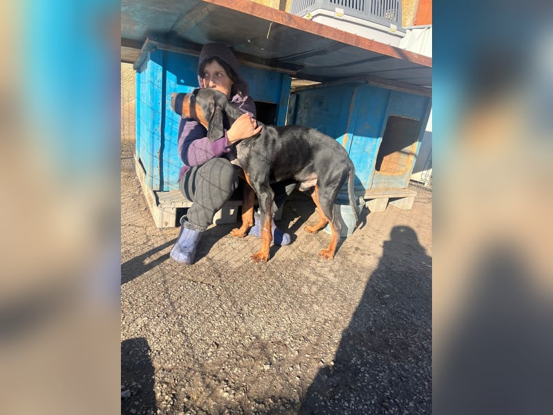 Jack , ungarische Bracke, sucht die Wärme und Nähe des Menschen