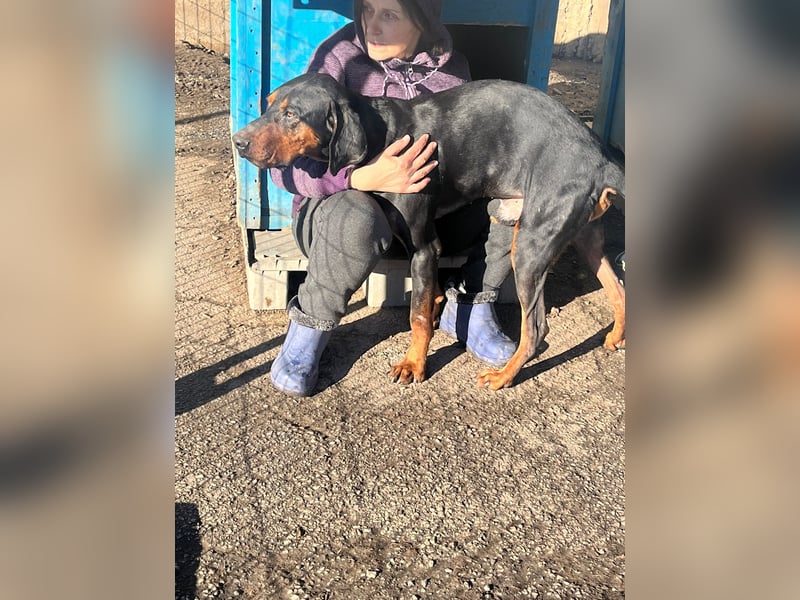 Jack , ungarische Bracke, sucht die Wärme und Nähe des Menschen