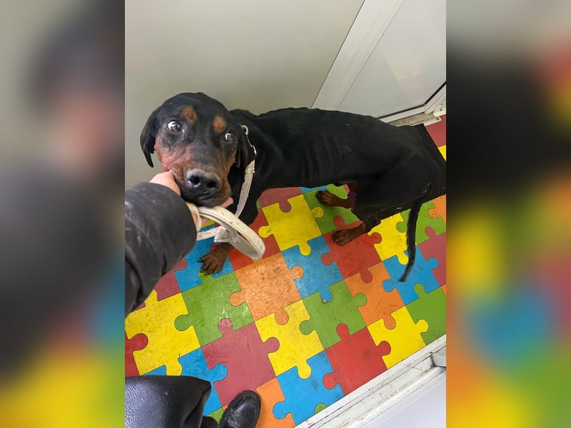 Jack , ungarische Bracke, sucht die Wärme und Nähe des Menschen