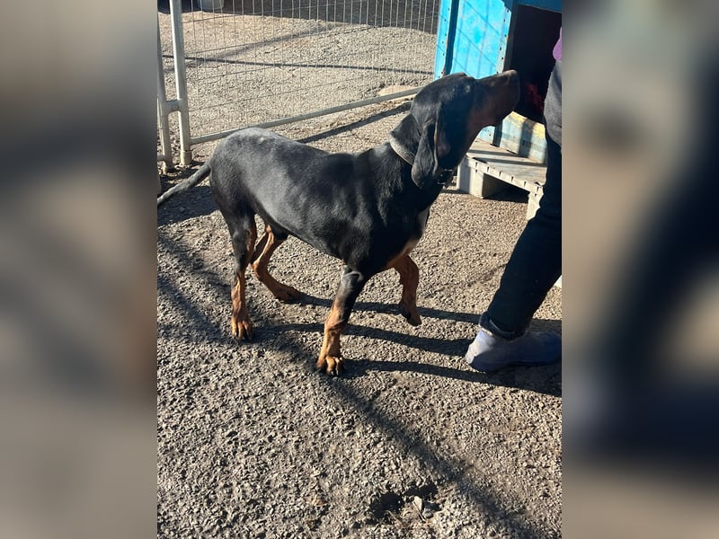 Jack , ungarische Bracke, sucht die Wärme und Nähe des Menschen