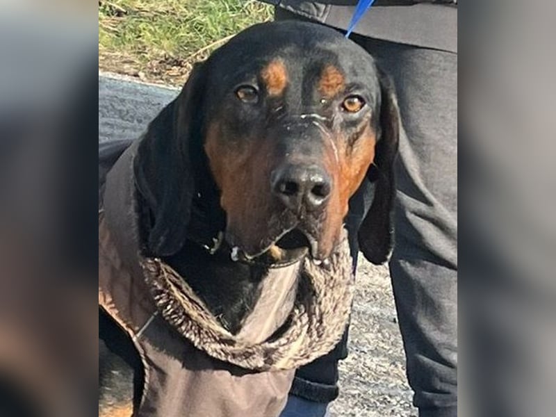 Jack , ungarische Bracke, sucht die Wärme und Nähe des Menschen