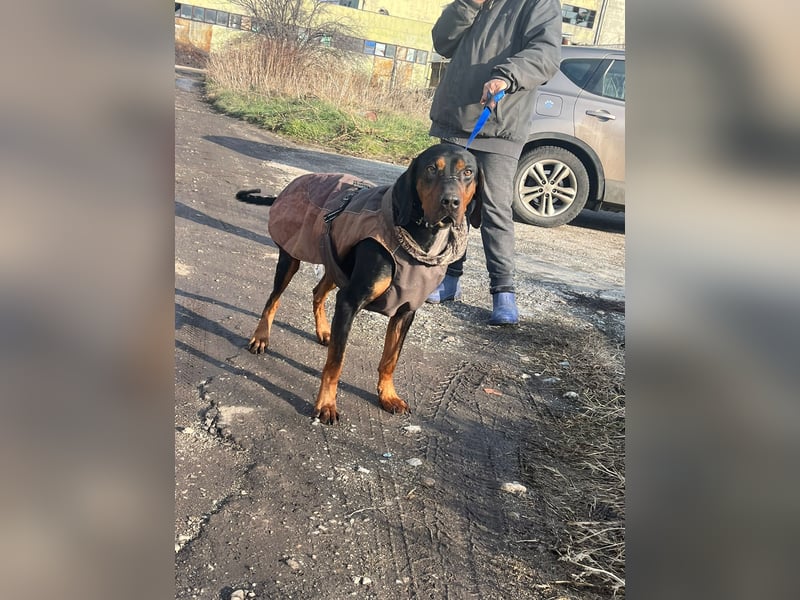 Jack , ungarische Bracke, sucht die Wärme und Nähe des Menschen