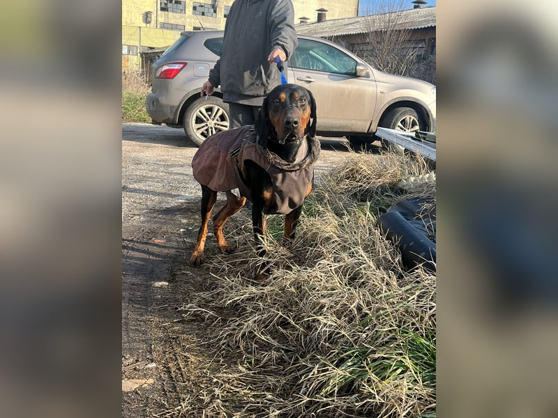 Jack , ungarische Bracke, sucht die Wärme und Nähe des Menschen