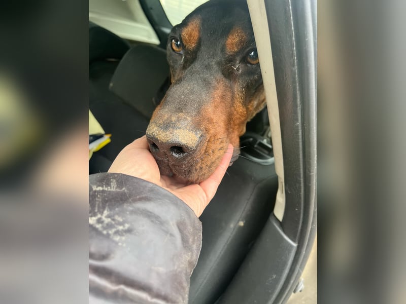 Jack , ungarische Bracke, sucht die Wärme und Nähe des Menschen