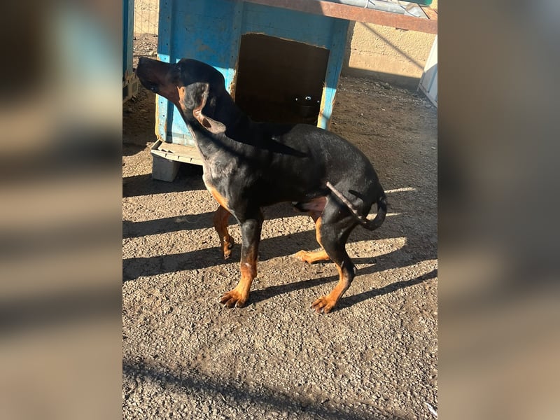 Jack , ungarische Bracke, sucht die Wärme und Nähe des Menschen