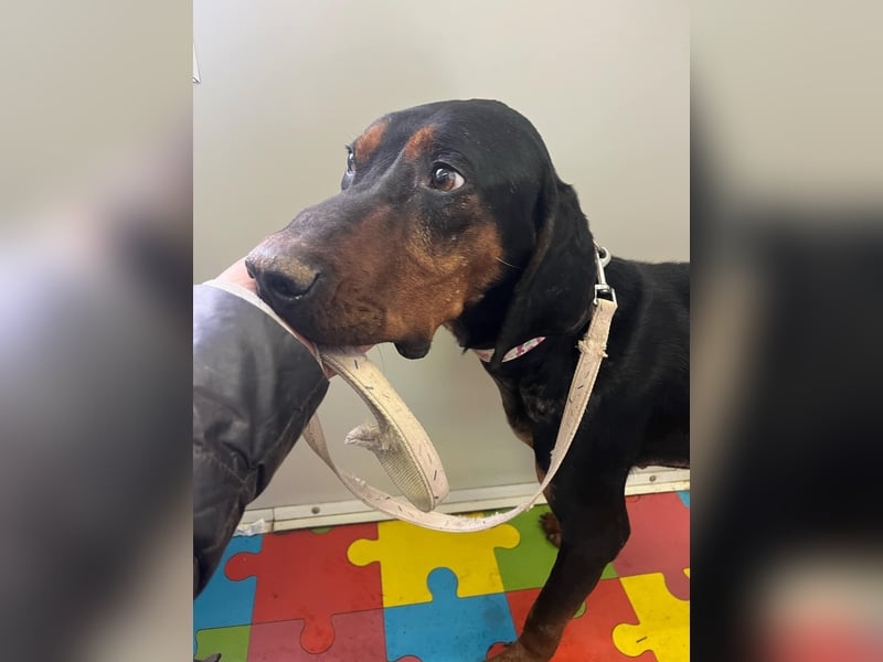 Jack , ungarische Bracke, sucht die Wärme und Nähe des Menschen