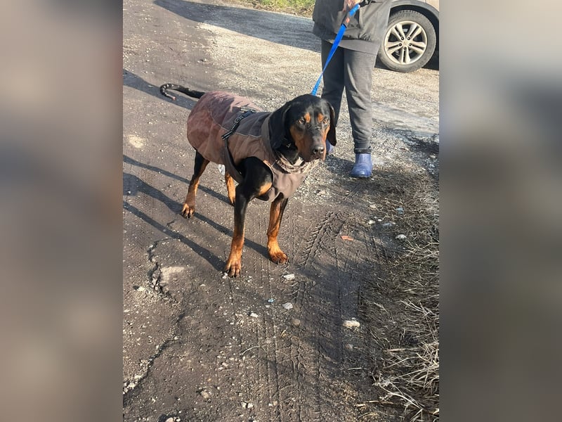 Jack , ungarische Bracke, sucht die Wärme und Nähe des Menschen