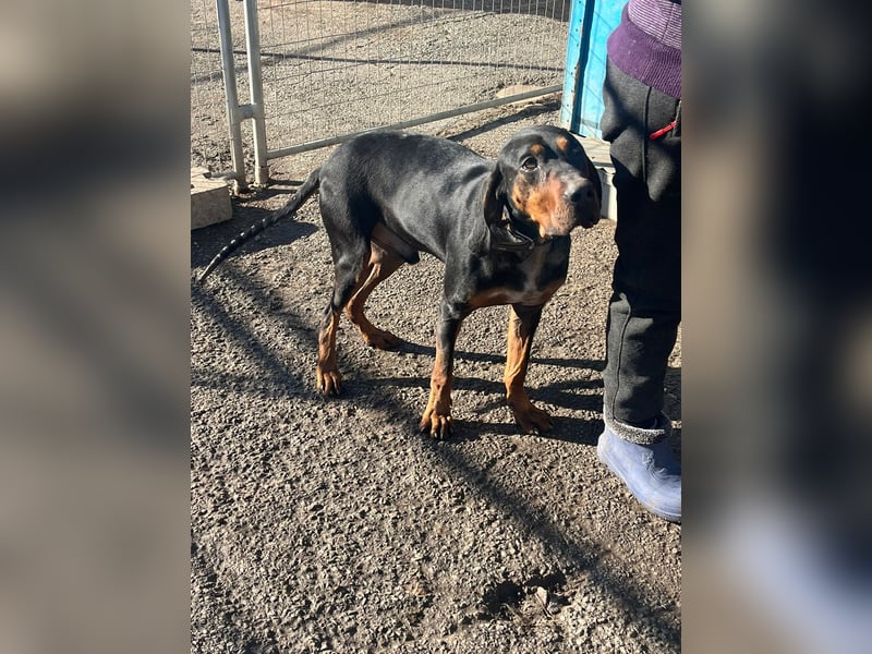 Jack , ungarische Bracke, sucht die Wärme und Nähe des Menschen
