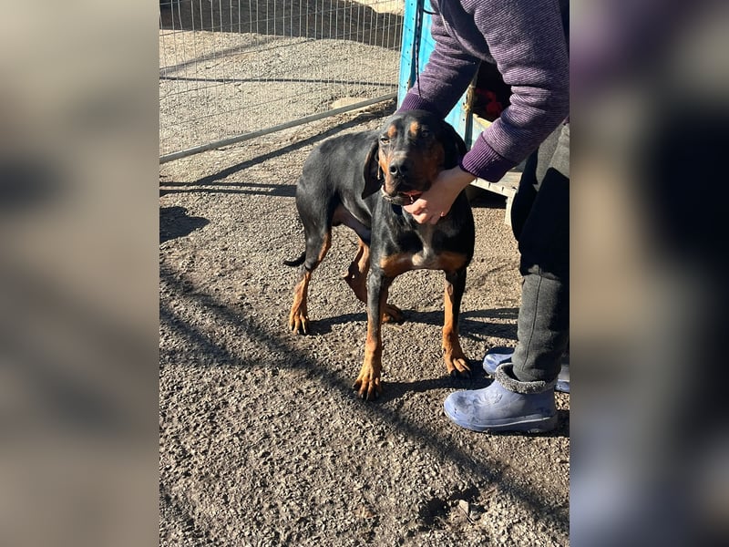 Jack , ungarische Bracke, sucht die Wärme und Nähe des Menschen