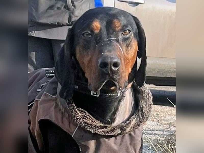 Jack , ungarische Bracke, sucht die Wärme und Nähe des Menschen