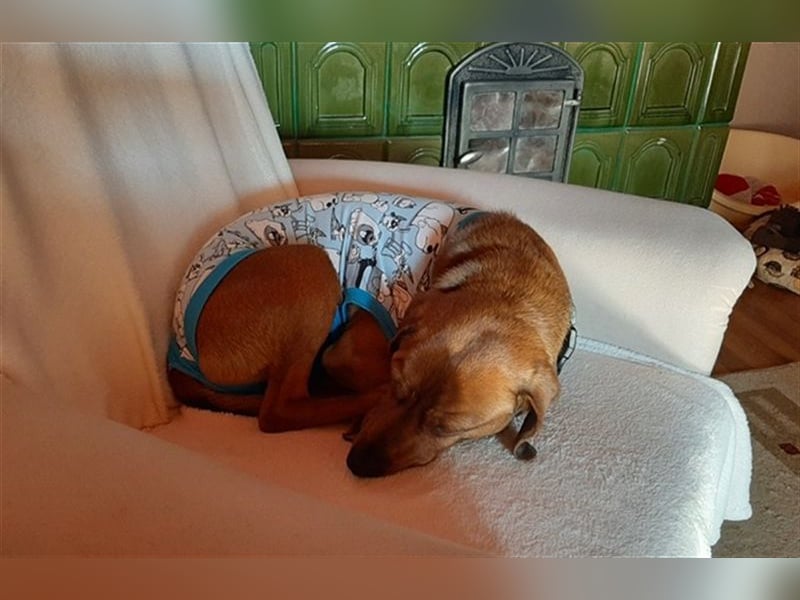 Tocsi VA – Kulleraugen voller Hoffnung