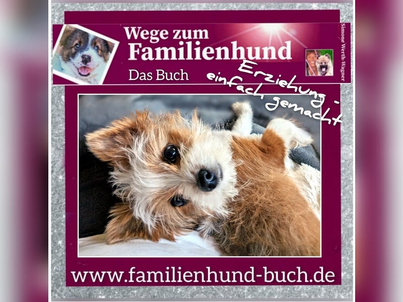 Vor und mit dem Welpen, Junghund, erwachsenen Hund: Das Buch Wege zum Familienhund